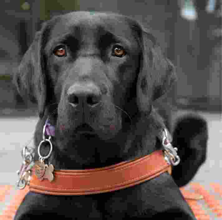 A black labrador Guide Dog in harness looking straight at the camera.