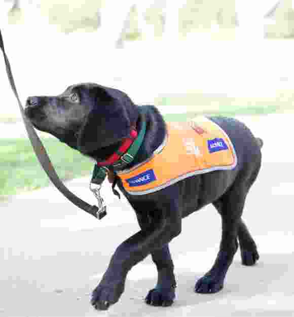 A 12 week old black labrador puppy walking on a lead wearing its Guide Dog in Training puppy coat.