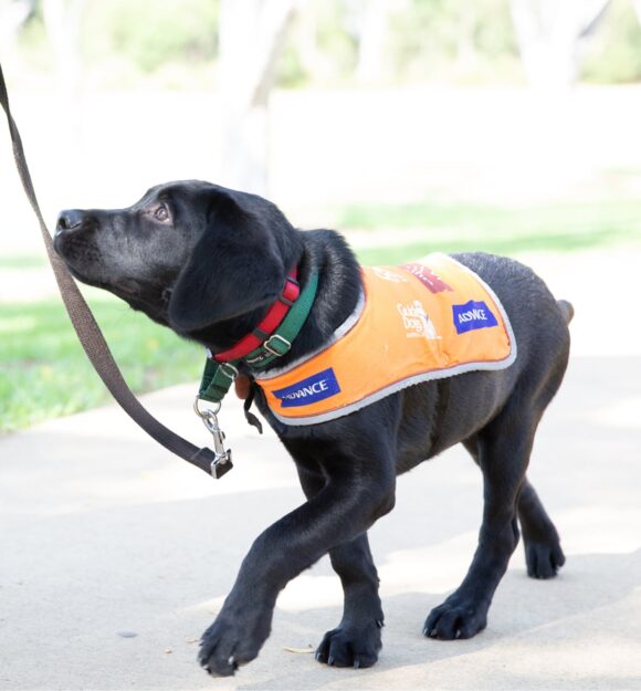 A 12 week old black labrador puppy walking on a lead wearing its Guide Dog in Training puppy coat.
