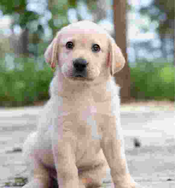 An eight week old yellow labrador puppy resting its head and paws on a person's shoulder.