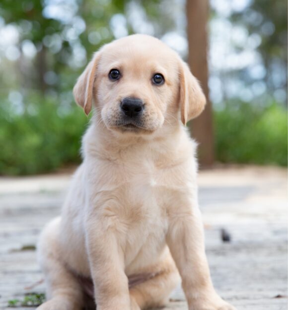 An eight week old yellow labrador puppy resting its head and paws on a person's shoulder.