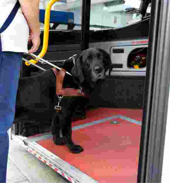 A black labrador Guide Dog in harness with its front two feet on the first step of a bus. The handler is holding the harness but is standing off the bus.