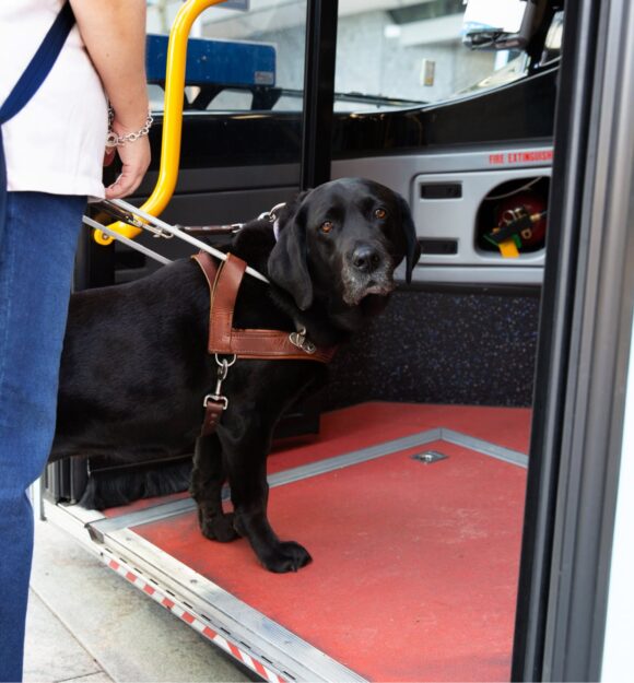 A black labrador Guide Dog in harness with its front two feet on the first step of a bus. The handler is holding the harness but is standing off the bus.