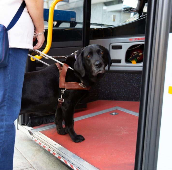A black labrador Guide Dog in harness with its front two feet on the first step of a bus. The handler is holding the harness but is standing off the bus.