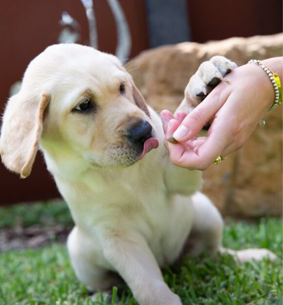 A ten week old yellow labrador puppy eating some dog food from a person's hands.