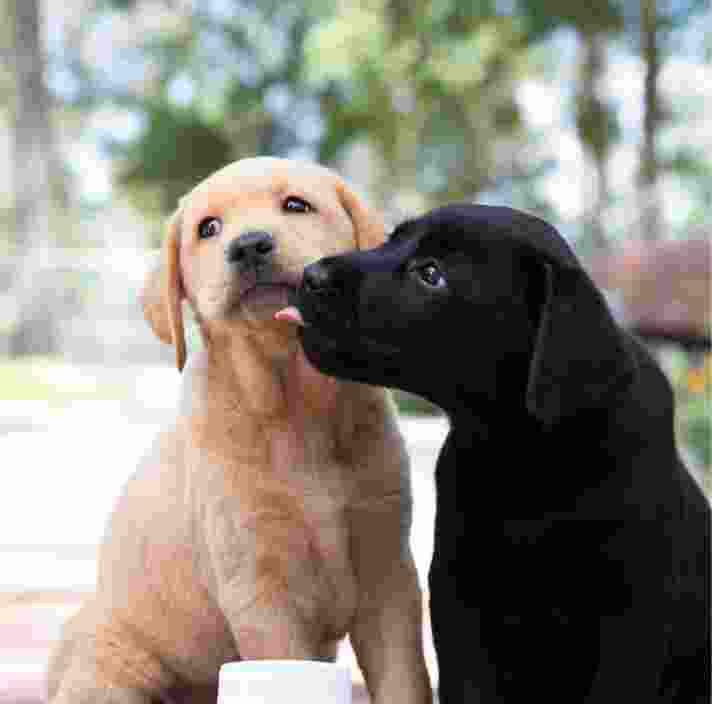 Two ten week old puppies, one yellow and one black, outside seated on their back legs. The black puppy is licking the yellow puppy. There is dog health products in a white bottle in front of the puppies.