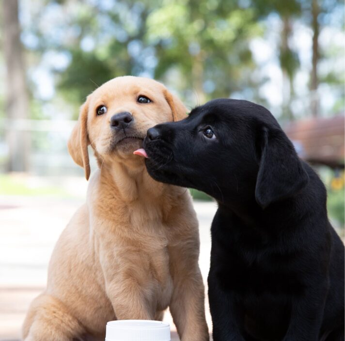 Two ten week old puppies, one yellow and one black, outside seated on their back legs. The black puppy is licking the yellow puppy. There is dog health products in a white bottle in front of the puppies.
