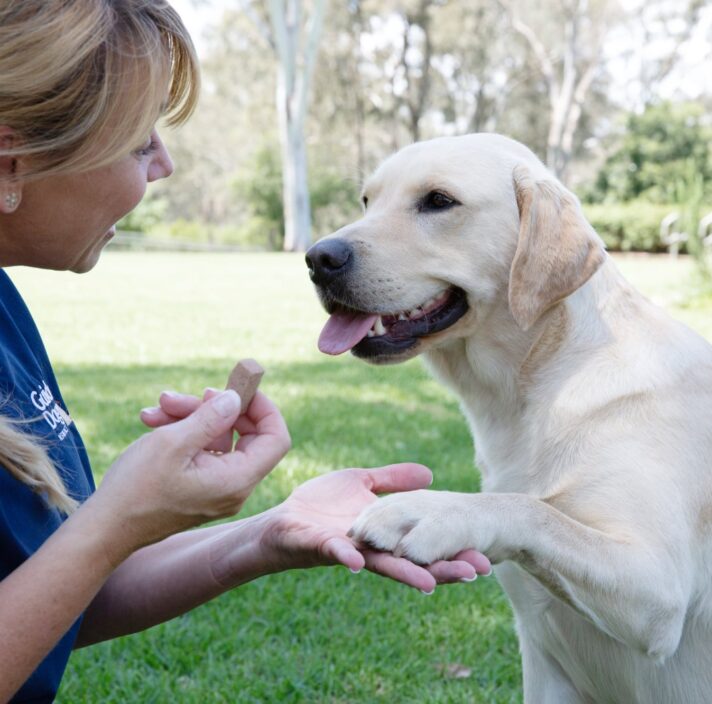 A yellow labrador dog sitting on its back legs outside with a person in front of the dog. The dog has one of its front paws lifted into the hand of the person and the person is holding a piece of dog food in their hand.