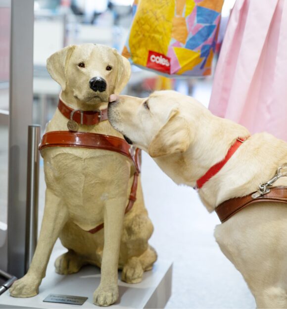 A yellow labrador Guide Dog in harness sniffing a large Guide Dogs collection dog.