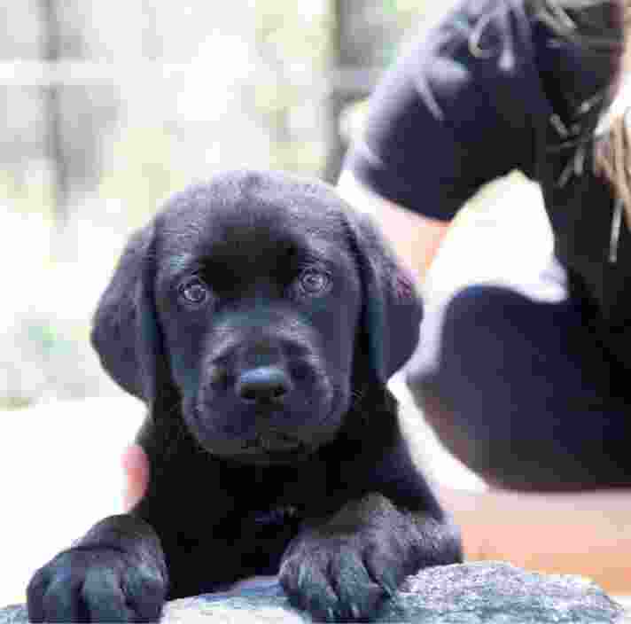 An eight week old black labrador puppy looking at the camera whilst its front paws are perched on a ledge. The puppy is outside and a person is supporting the puppy.