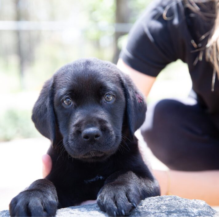 An eight week old black labrador puppy looking at the camera whilst its front paws are perched on a ledge. The puppy is outside and a person is supporting the puppy.