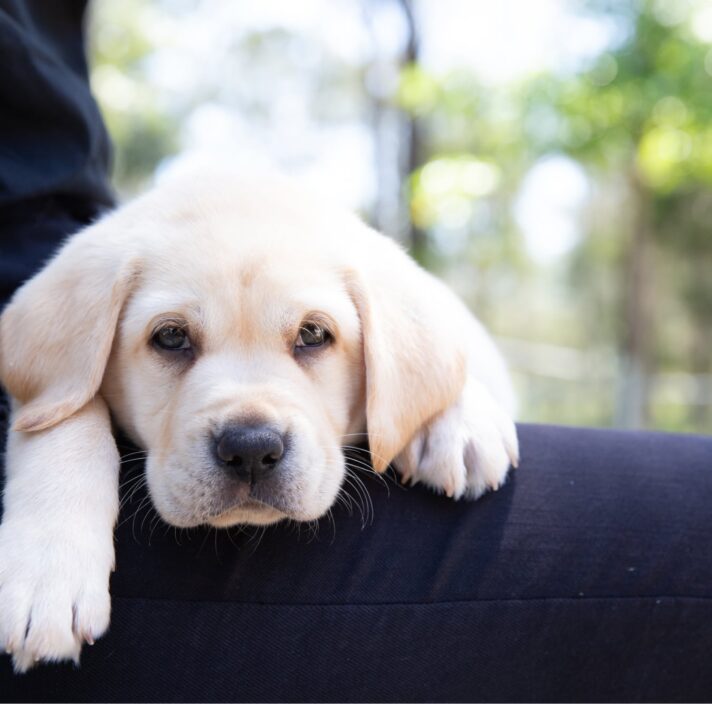 An eight week old yellow labrador puppy resting its head and paws on a person's shoulder.