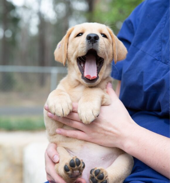 An eight week old caramel puppy being held by a person whilst outside. The puppy's mouth is wide open and looking at the camera.