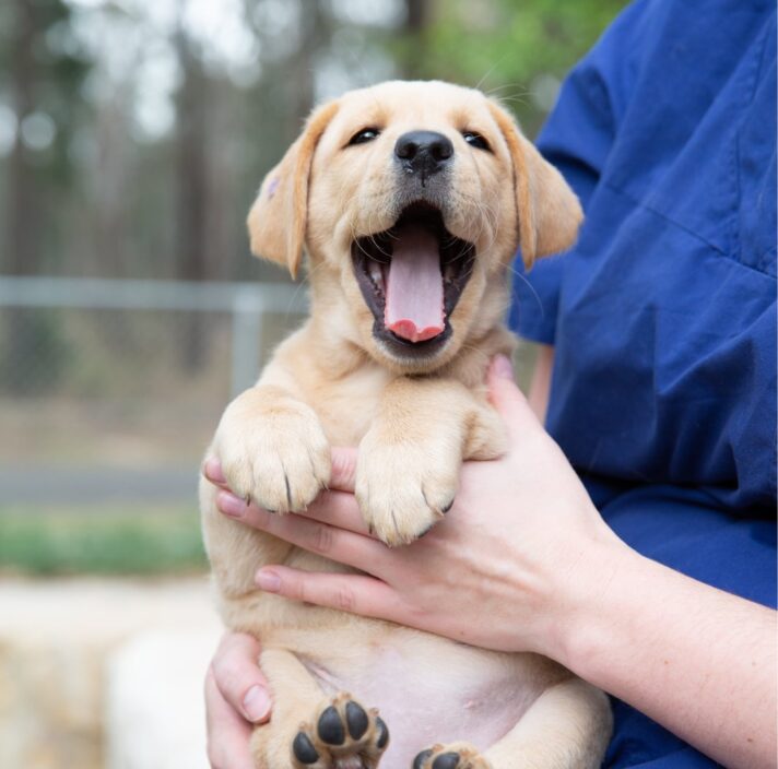 An eight week old caramel puppy being held by a person whilst outside. The puppy's mouth is wide open and looking at the camera.