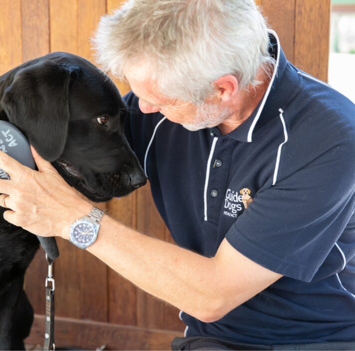 A Guide Dogs staff member and a black labrador dog sitting indoors. The staff member is grooming the dogs neck with a brush.