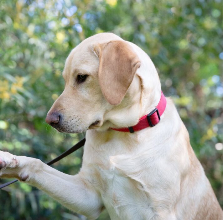 A yellow labrador dog outside. The dog is in a profile view.