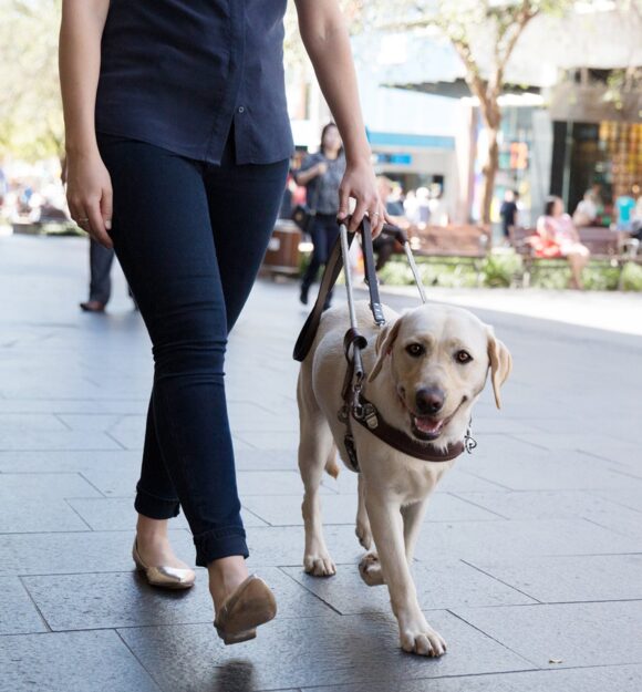 A person walking down the street with their yellow labrador Guide Dog who is in a harness.