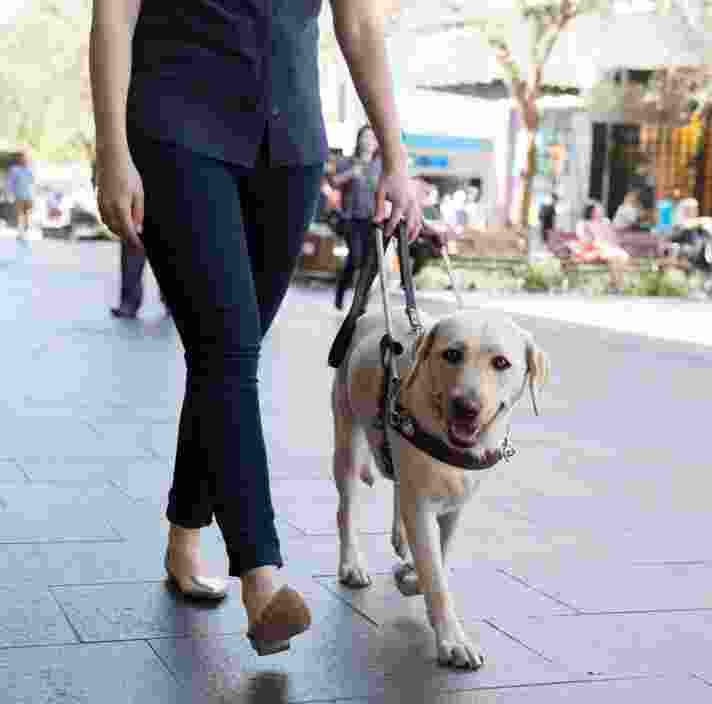 A person walking down the street with their yellow labrador Guide Dog who is in a harness.