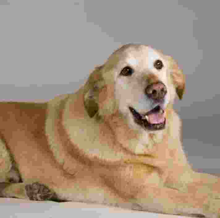 A yellow labrador retriever is seated on its stomach against a white background. The dog is looking to the right of the camera.