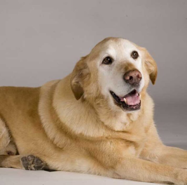 A yellow labrador retriever is seated on its stomach against a white background. The dog is looking to the right of the camera.