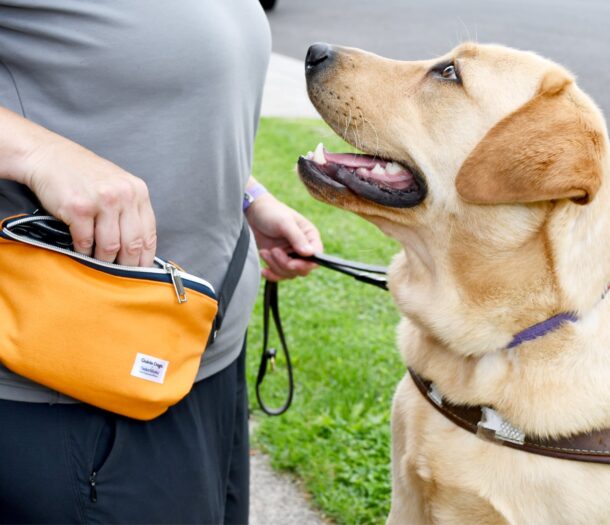 Guide Dog Welfare and Positive Reinforcement Training Guide Dogs Victoria