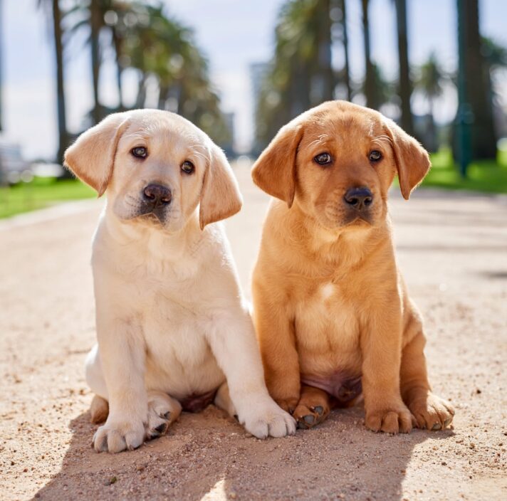 Two eight week old puppies, one yellow and one carmel, sitting outside next to each other on a path. They are both looking at the camera.