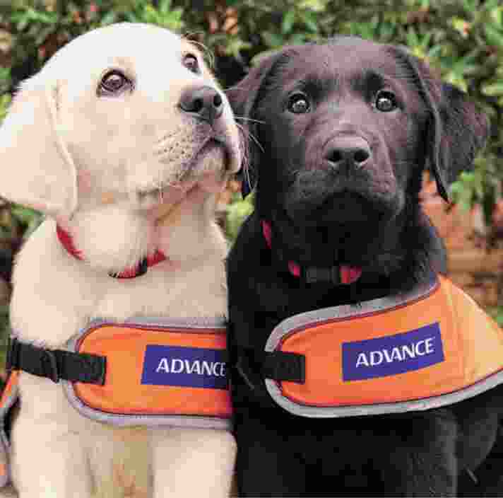 Two eight week old labrador puppies, one yellow and one black, seated outside looking at the camera. They are both wearing orange dog coats,