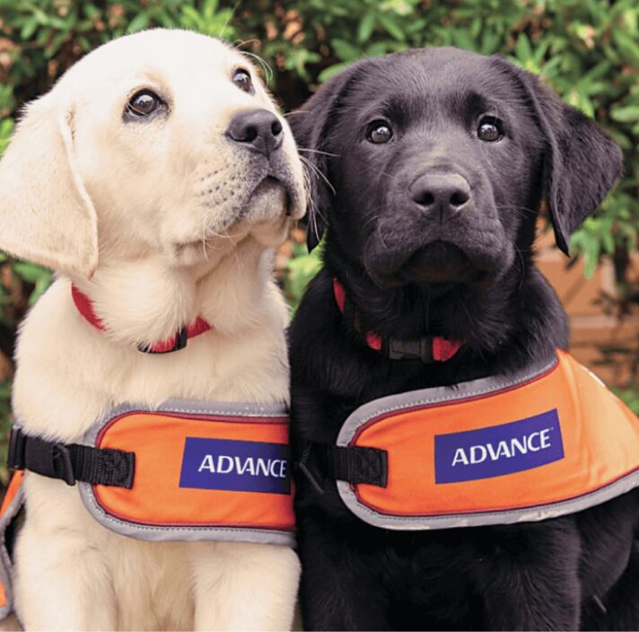 Two eight week old labrador puppies, one yellow and one black, seated outside looking at the camera. They are both wearing orange dog coats,
