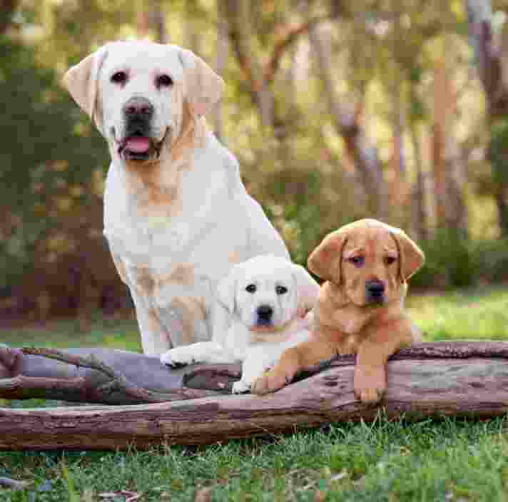A black labrador dog with a ten week old black labrador puppy. The dog and puppy are seated next to each other outside in a grassed area.