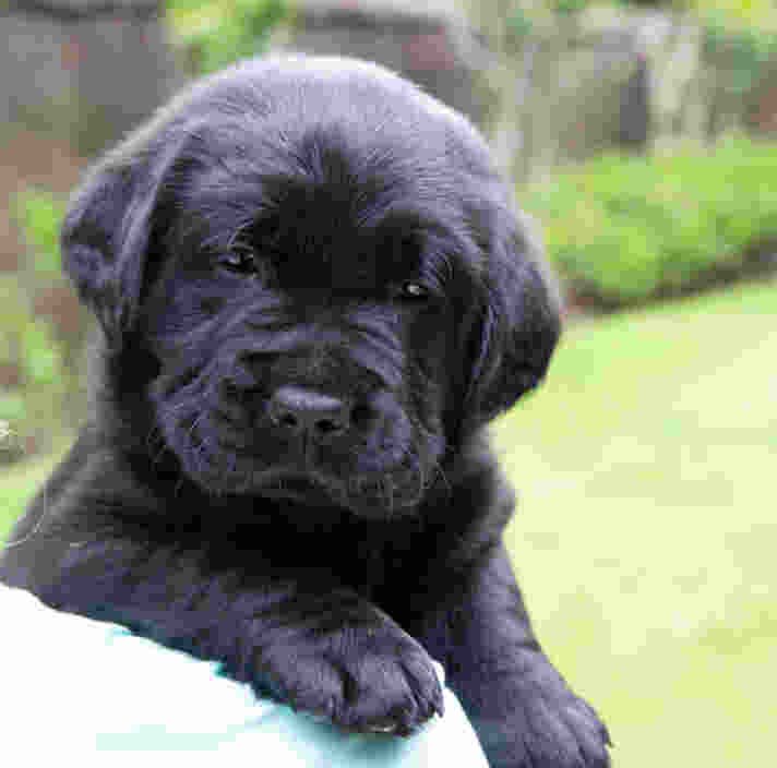 A black Labrador puppy looking over the shoulder of a person.