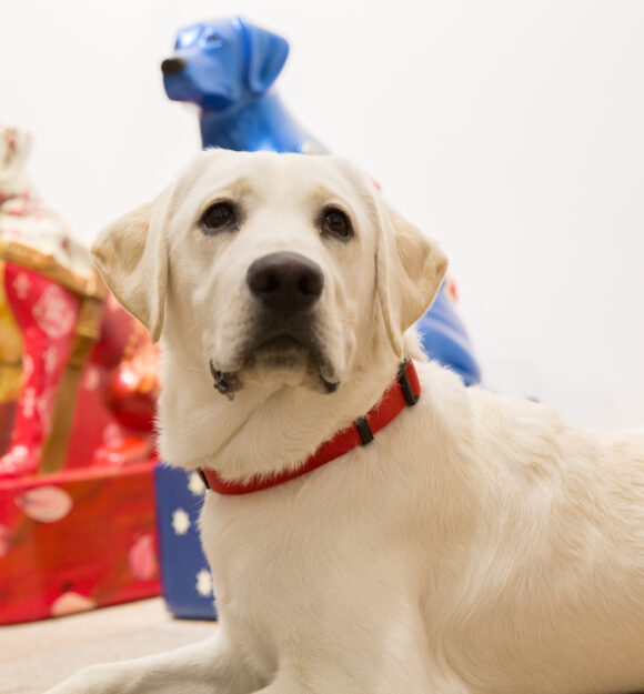 A yellow Labrador sits among decorated Guide Dogs donation dogs.