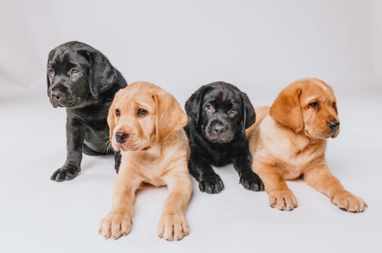 Puppy Raising Information Session &#8211; January