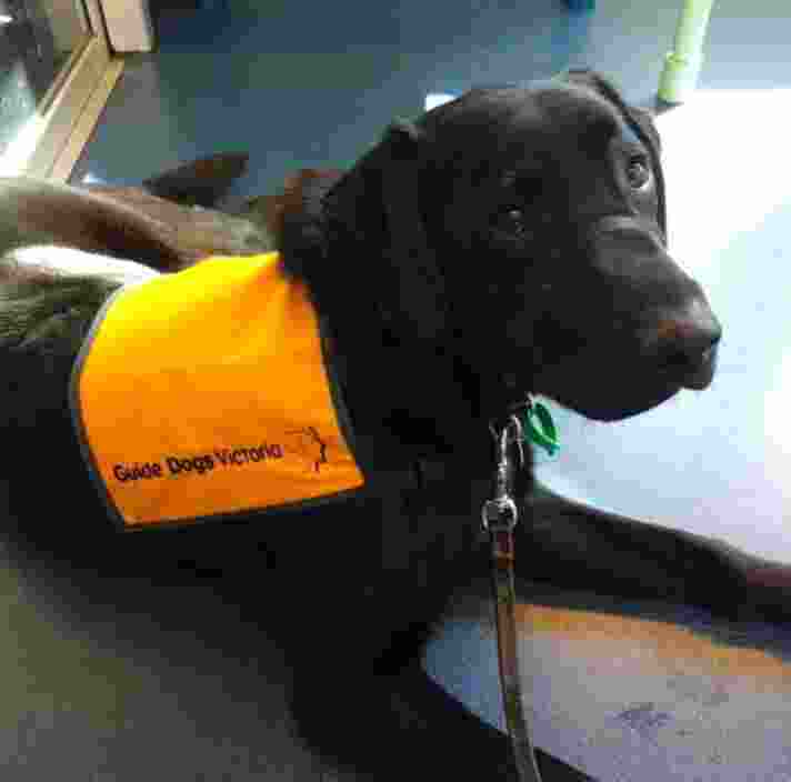Warren as a puppy on the tram