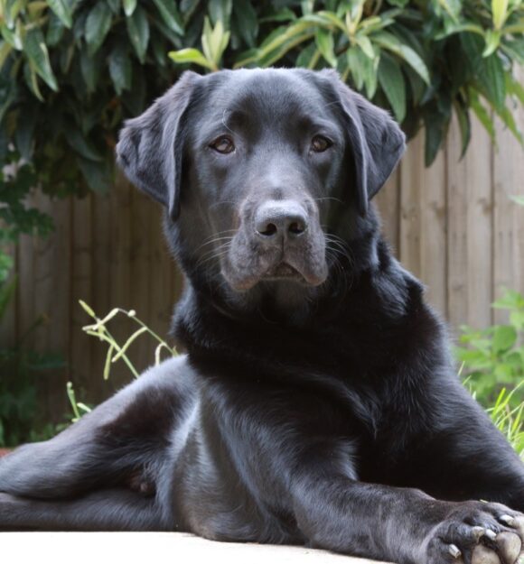 guide dog Warren