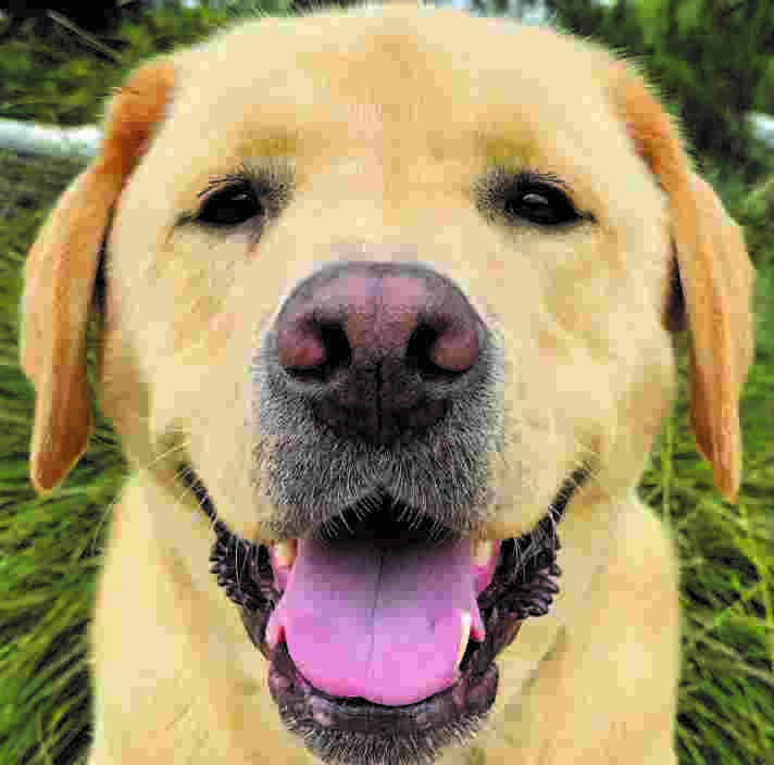 Ambassador Dog Rafa, a yellow Labrador, smiling at the camera
