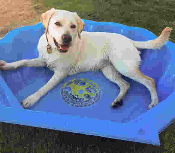 A yellow Labrador lying in a blue plastic shell pool