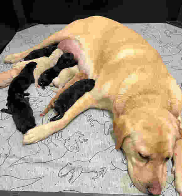 A yellow Labrador lying in a bed with her puppies