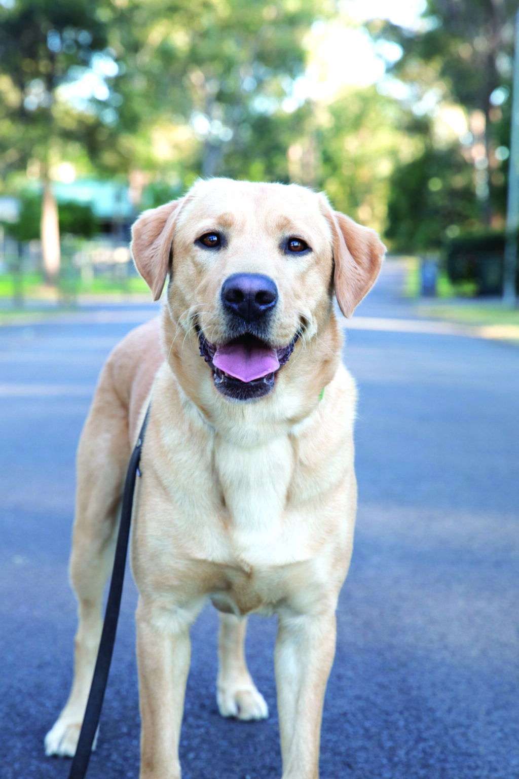 Yellow Labrador Manton standing outside smiling